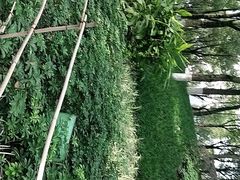 -重庆市江北嘴中央商务区中央公园