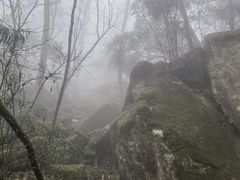 -天目山大树王景区
