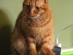 -猫猫幼稚园·撸猫·桌游·电玩