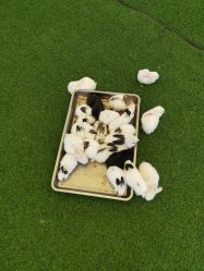 -萌宠亲子动物乐园(槐房万达店)