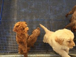 -萌宠亲子动物乐园(槐房万达店)