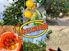 -小鱼草莓采摘园农家乐·小鱼餐厅