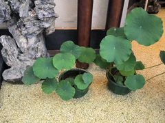 -溪畔•新徽菜(碧湖云溪店)