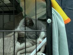 -lincat·猫舍(广州店)