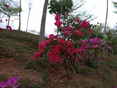 -聚龙山公园