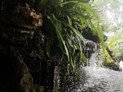 -绿光森林餐厅