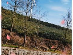 -东白山