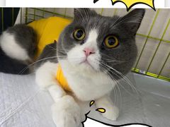 -喜多萌中农锦绣动物医院24H·猫科·牙科MRI·CT
