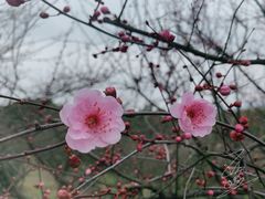 -香雪海