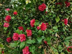 -深圳国际园林花卉博览园