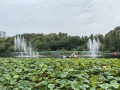 -桂湖森林公园