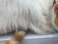 -御宝贝24h宠物医院·转诊中心·CT核磁血透中心(厦门总院)