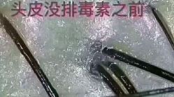 -诗碧曼养发