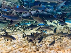 -成都浩海立方海洋公园