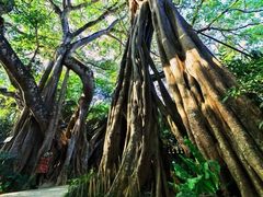 -瑞丽独树成林风景区