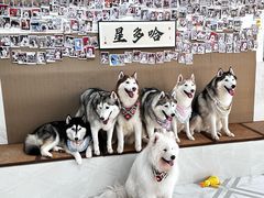 -星多哈·狗咖·拼豆·咖啡