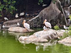 -合肥野生动物园