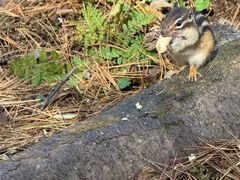 -五营红松林海景区