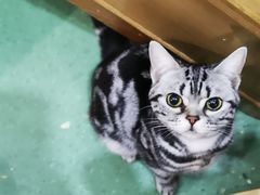 -藦茜花园宠物主题亲子互动体验馆(国顺东路店)