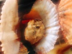 -名超海鲜烧烤大排档