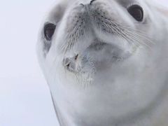 -馋嘴诱惑