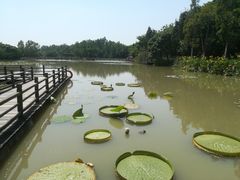 -大湾区中央湿地公园