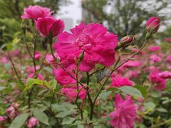 -新虹桥中心花园