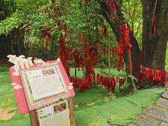 -广州白江湖森林公园