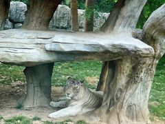 -北京野生动物园