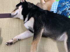 -逗柴咖啡屋·狗咖猫咖宠物桌游