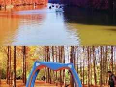 -上海海湾国家森林公园