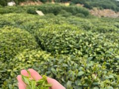 -龙坞茶村