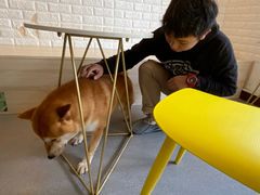 -喜柴咖啡·柴犬狗咖