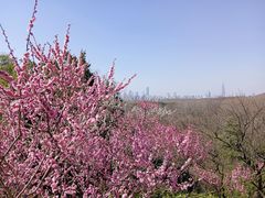 -梅花山(明孝陵内)