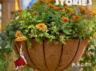 这次跟着summer 爸爸脚步去醉白池赏桂花