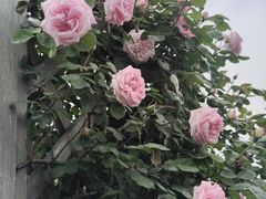 -上海辰山植物园