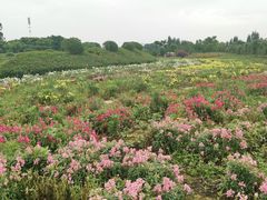 -紫颐香薰山谷景区