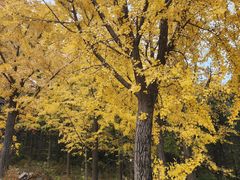 -阳台山自然风景区
