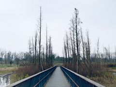 -白鹭湾湿地公园