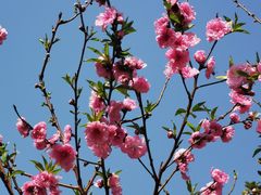 -桃花涧