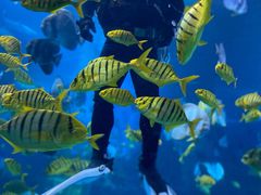 -太平洋海底世界