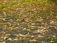 -重庆市江北嘴中央商务区中央公园