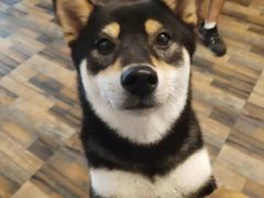 -柴源莊·柴小宠柴犬咖啡