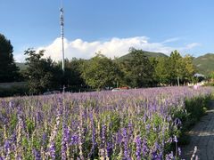 -静之湖湖畔餐厅