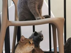 -猫房·猫吧·猫咖(龙湖时代汇店)