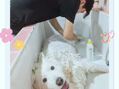 -宠匠·爱宠堡 PET CASTLE