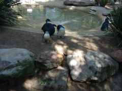 -费瑟代尔野生动物园