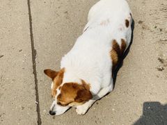-桂林市花鸟市场