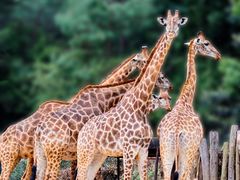 -云南野生动物园