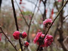 -桃花涧